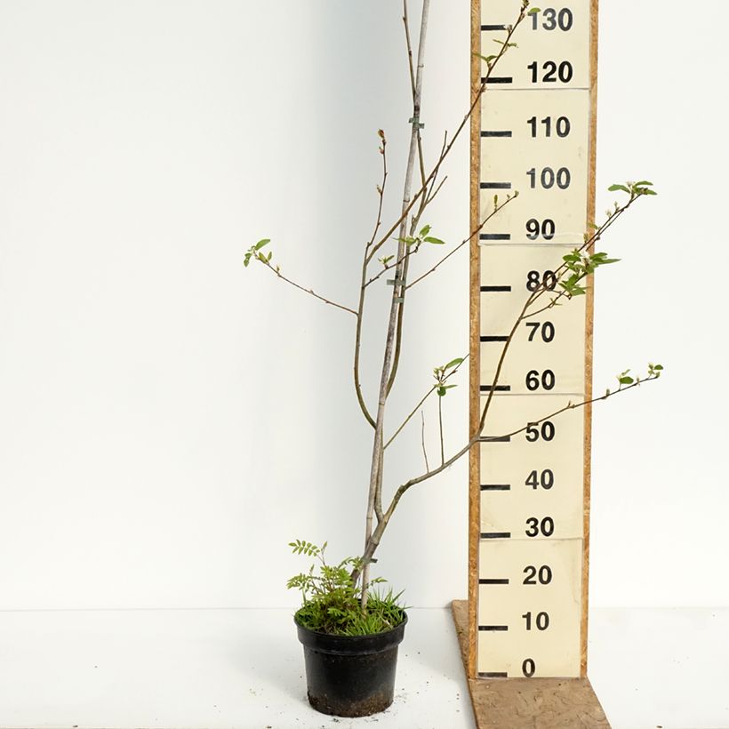 Exemplaar van Amelasorbus jackii Pot van 4 l/5 l zoals geleverd in de lente