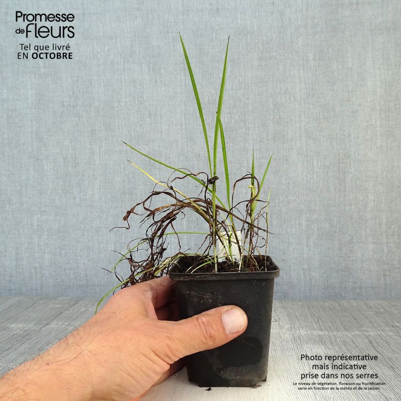 Exemplaar van Rhodoxis Ria Kweekpotje van 8/9 cm zoals geleverd in de herfst