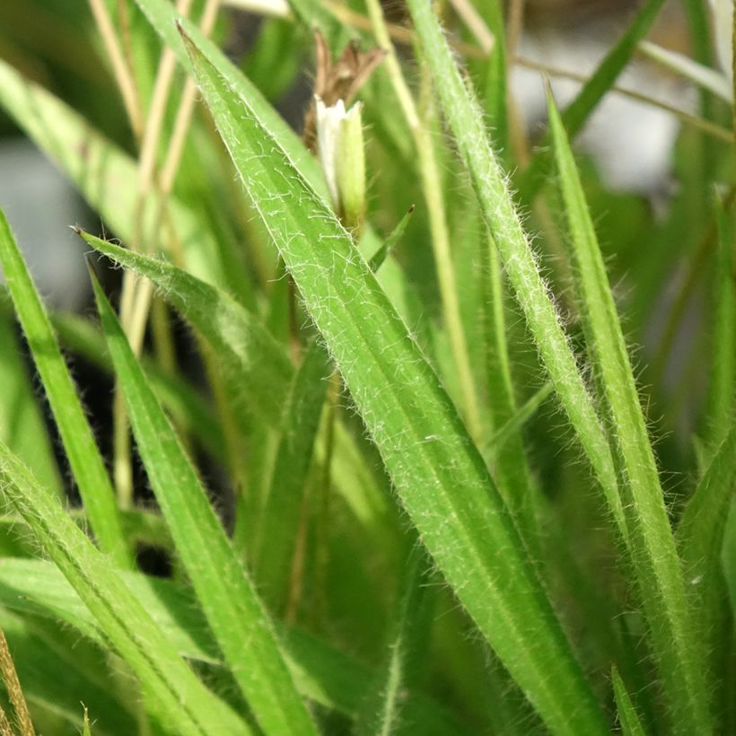 Rhodoxis Ria (Blad)