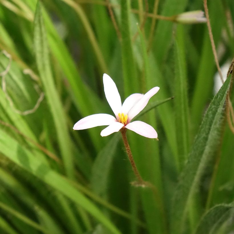 Rhodoxis Ria (Bloei)