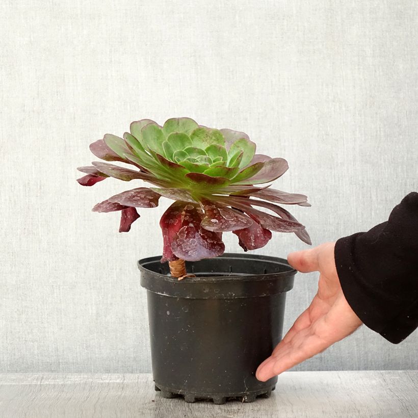 Exemplaar van Semponium Destiny Pot van 2 l/3 l zoals geleverd in de herfst