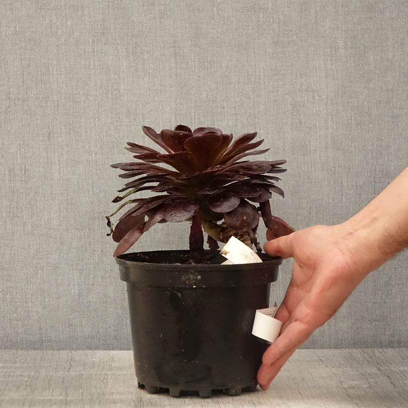 Exemplaar van Semponium Destiny Pot van 2 l/3 l zoals geleverd in de lente