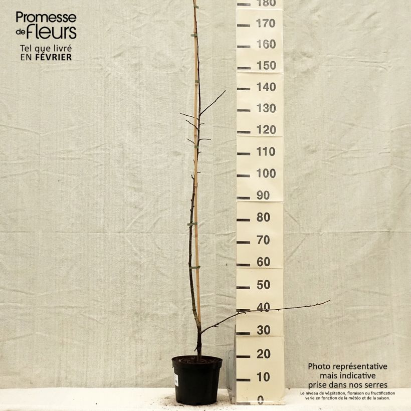Exemplaar van Sorbopyrus auricularis Pot van 4 l/5 l zoals geleverd in de winter