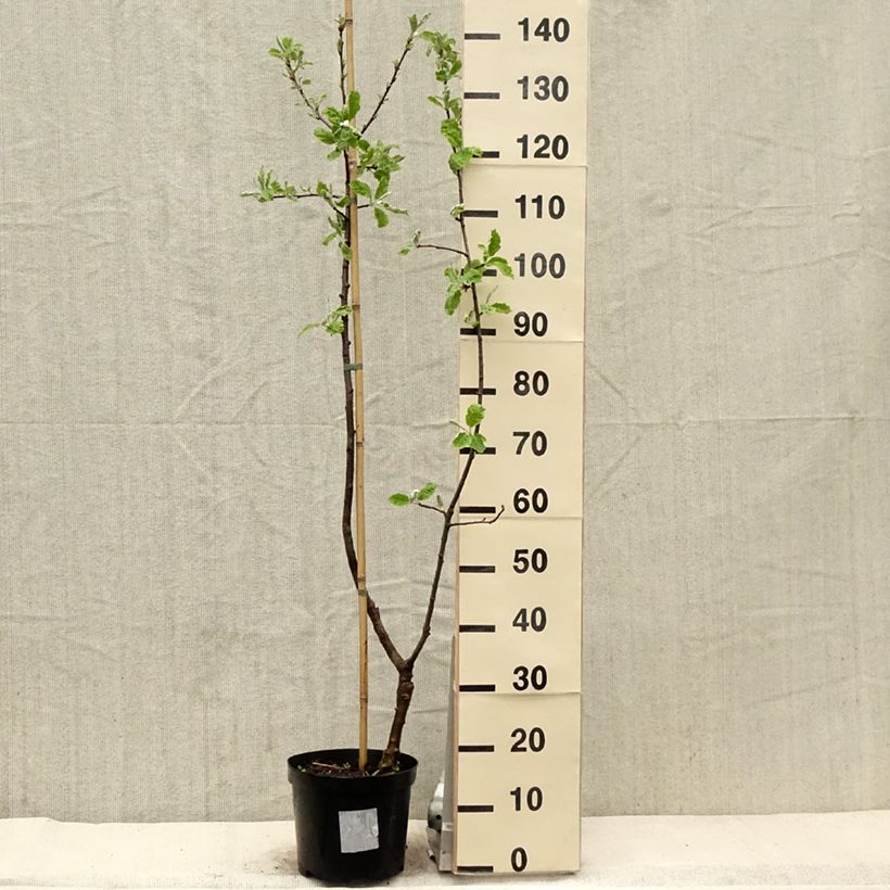 Exemplaar van Sorbopyrus auricularis Pot van 4 l/5 l zoals geleverd in de lente