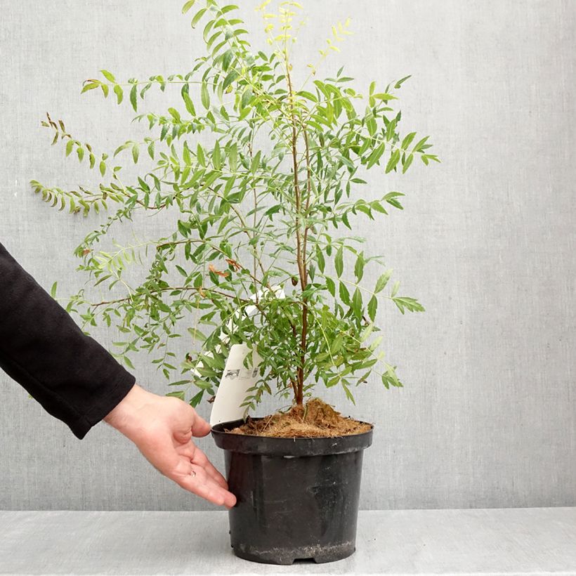 Exemplaar van Xanthoceras sorbifolium - Chinese kastanje Pot van 3 l/4 l zoals geleverd in de herfst