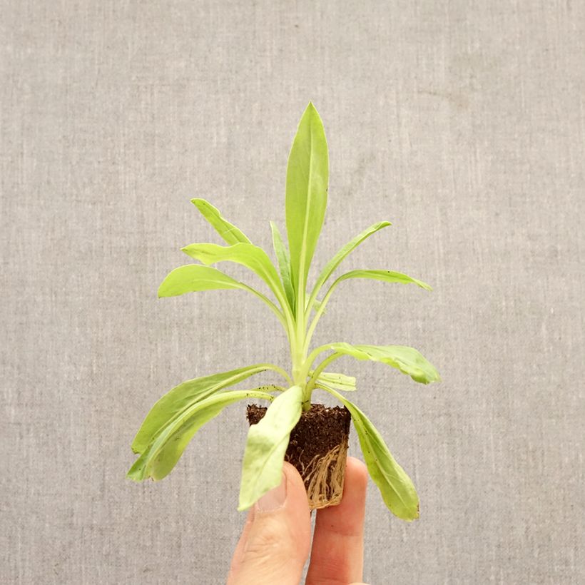 Exemplaar van Strobloem Granvia Dark Pink Flame - Xerochrysum Mini-mot Ø 3/4 cm zoals geleverd in de lente