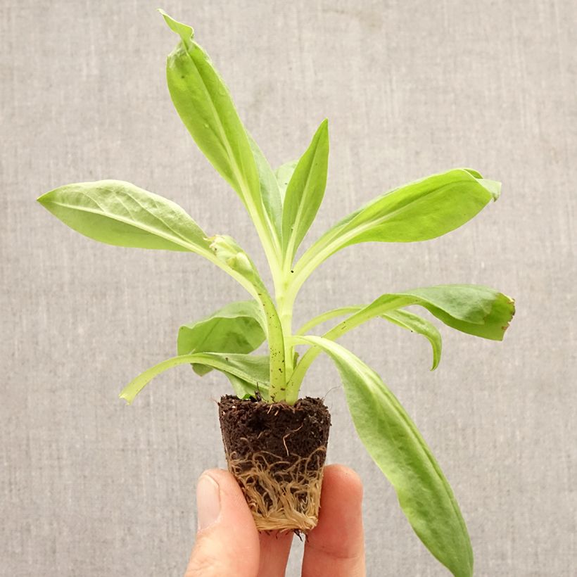 Exemplaar van Strobloem Granvia Red Flame - Xerochrysum Mini-mot Ø 3/4 cm zoals geleverd in de lente