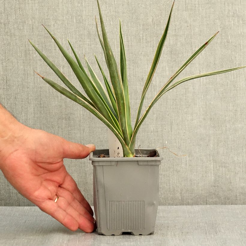 Exemplaar van Yucca aloifolia Variegata - Spaanse bajonet Pot van 1 l/1,5 l zoals geleverd in de zomer