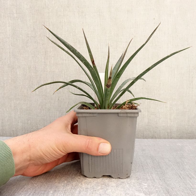 Example of Yucca aloifolia Variegata - Spaanse bajonet Pot van 1 l/1,5 l as you get in hiver