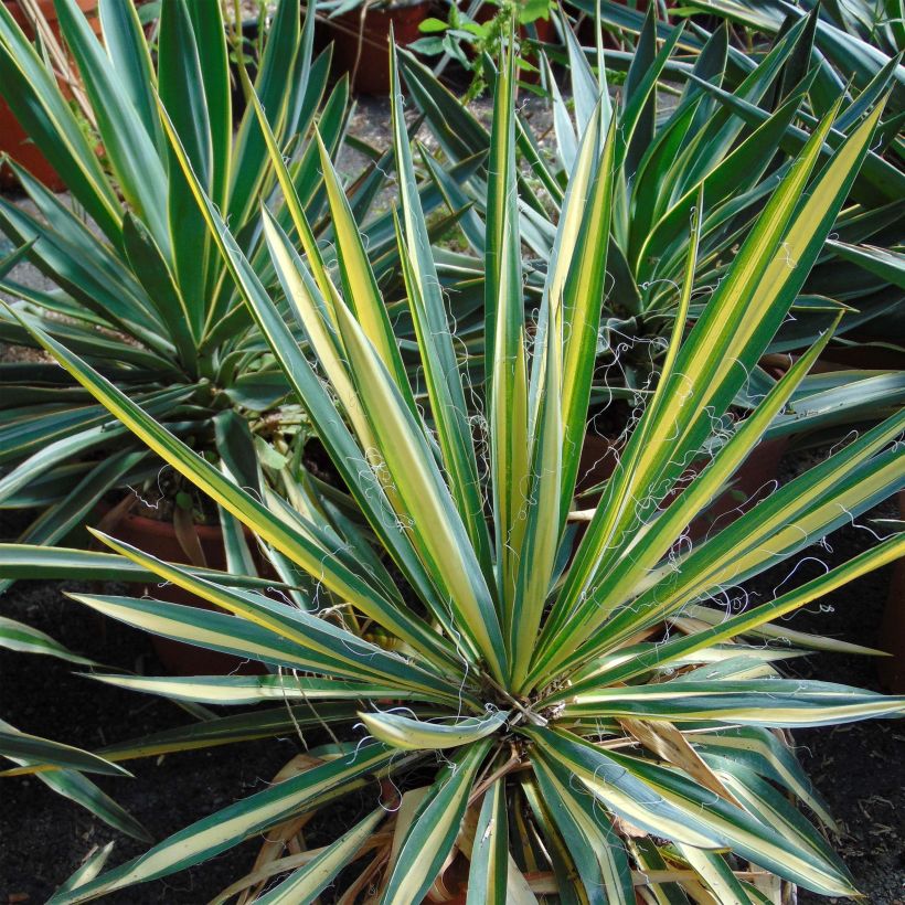 Yucca recurvifolia Bright Star Walbristar - Palmlelie (Blad)