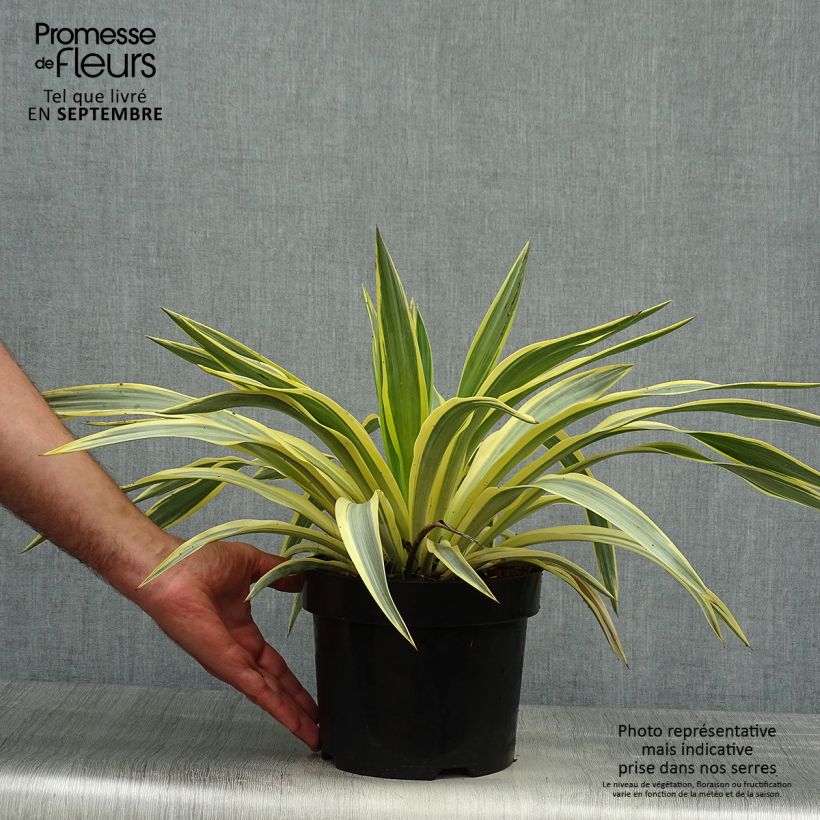 Exemplaar van Yucca recurvifolia Bright Star Walbristar - Palmlelie Pot van 2 l/3 l zoals geleverd in de herfst