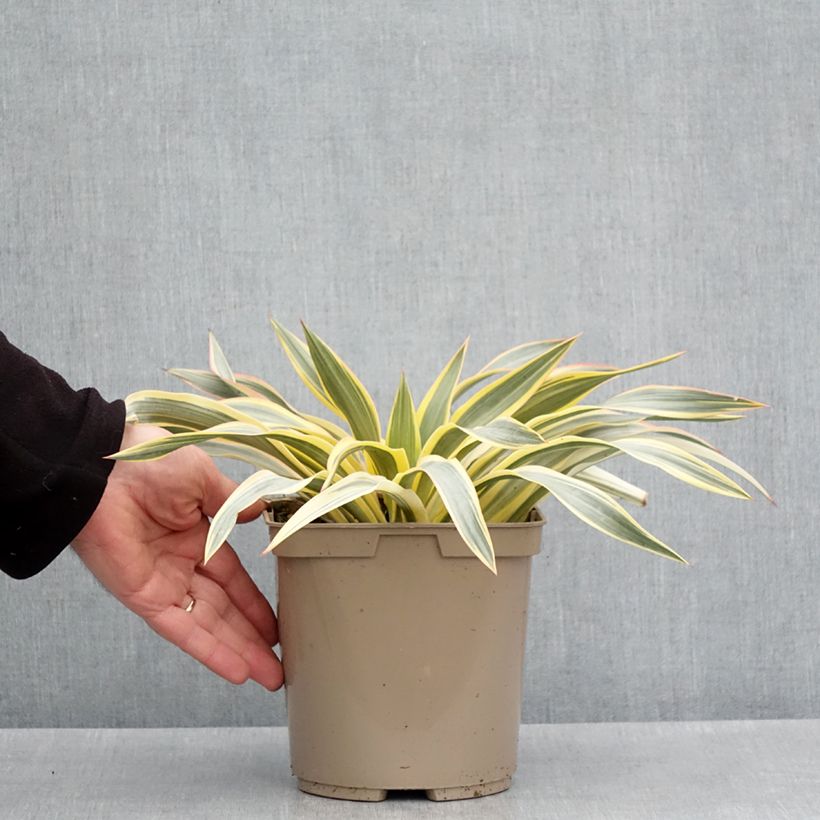 Exemplaar van Yucca recurvifolia Bright Star Walbristar - Palmlelie Pot van 2 l/3 l zoals geleverd in de lente