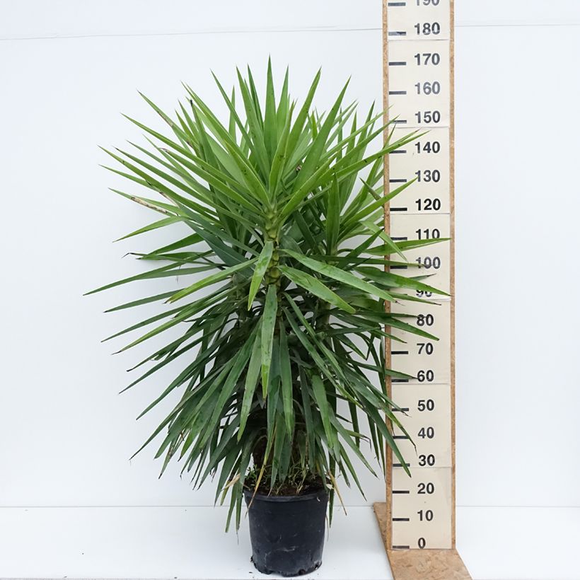 Exemplaar van Yucca elephantipes - Palmlelie Pot van 7,5 l/10 l zoals geleverd in de zomer
