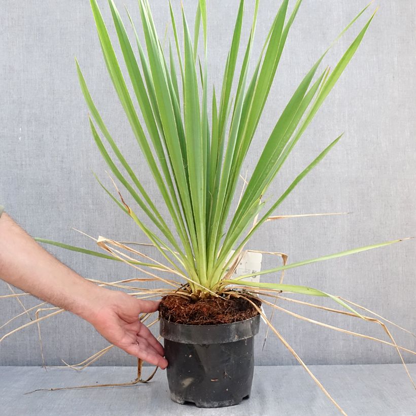 Exemplaar van Yucca filamentosa Bright Edge - Palmlelie Pot van 2 l/3 l zoals geleverd in de zomer