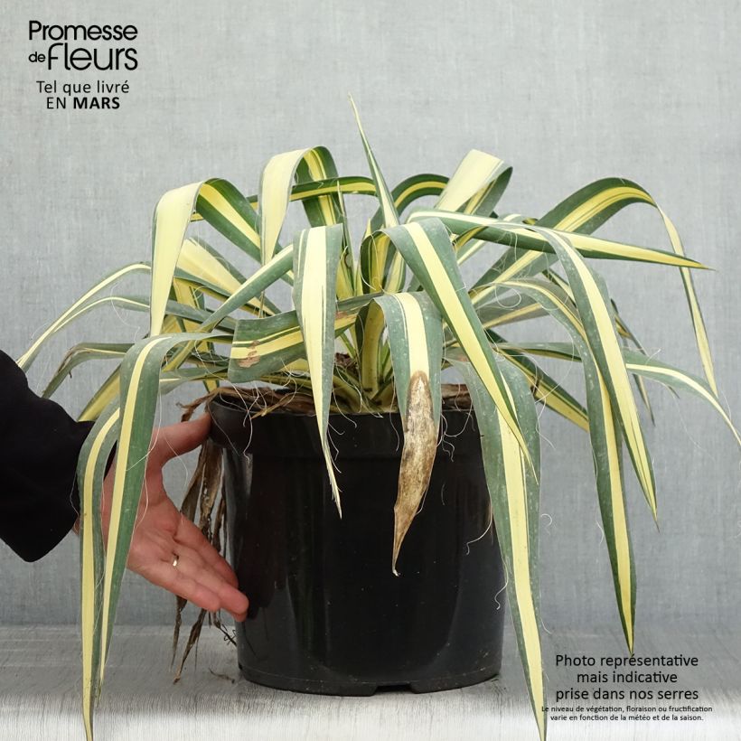Exemplaar van Yucca filamentosa Colour Guard - Palmlelie Pot van 4 l/5 l zoals geleverd in de lente
