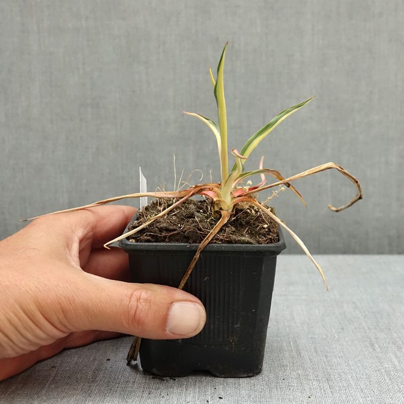 Exemplaar van Yucca filamentosa Colour Guard - Palmlelie Kweekpotje van 8/9 cm zoals geleverd in de lente