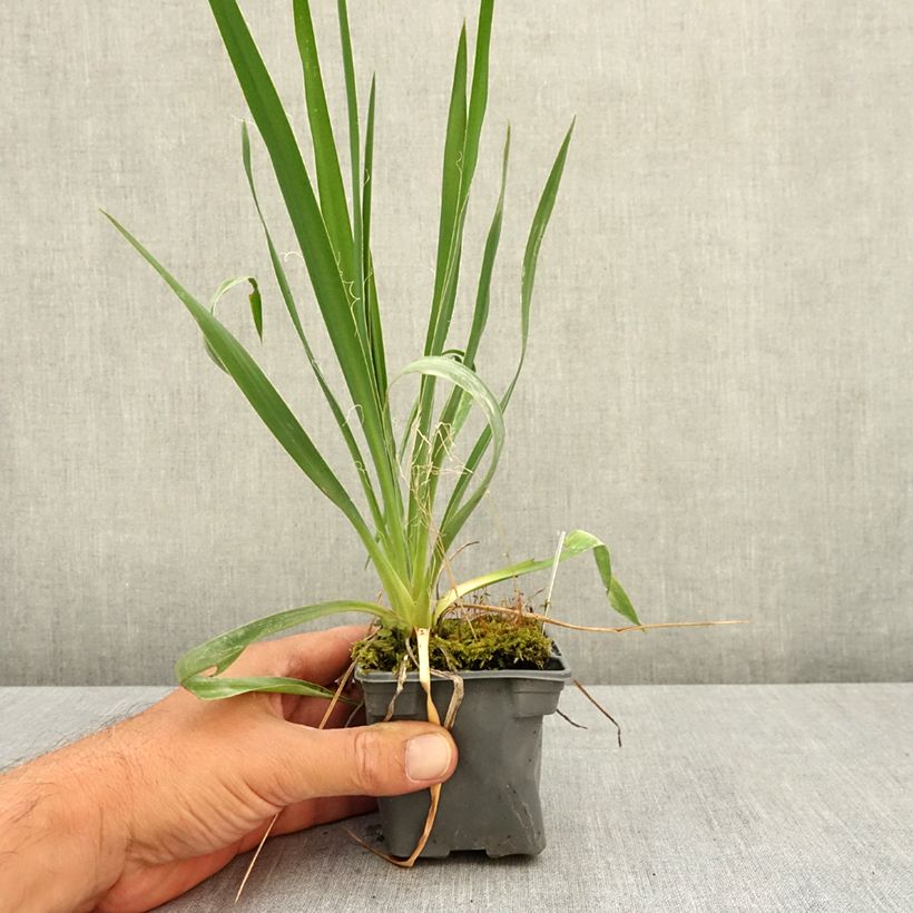 Exemplaar van Yucca filamentosa - Palmlelie Kweekpotje van 8/9 cm zoals geleverd in de zomer