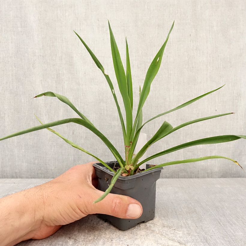 Exemplaar van Yucca filamentosa - Palmlelie Kweekpotje van 8/9 cm zoals geleverd in de lente