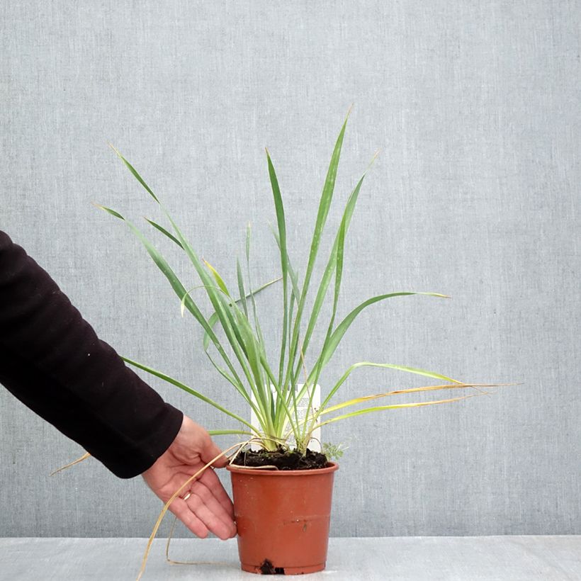 Exemplaar van Yucca filamentosa - Palmlelie Pot van 1 l/1,5 l zoals geleverd in de herfst