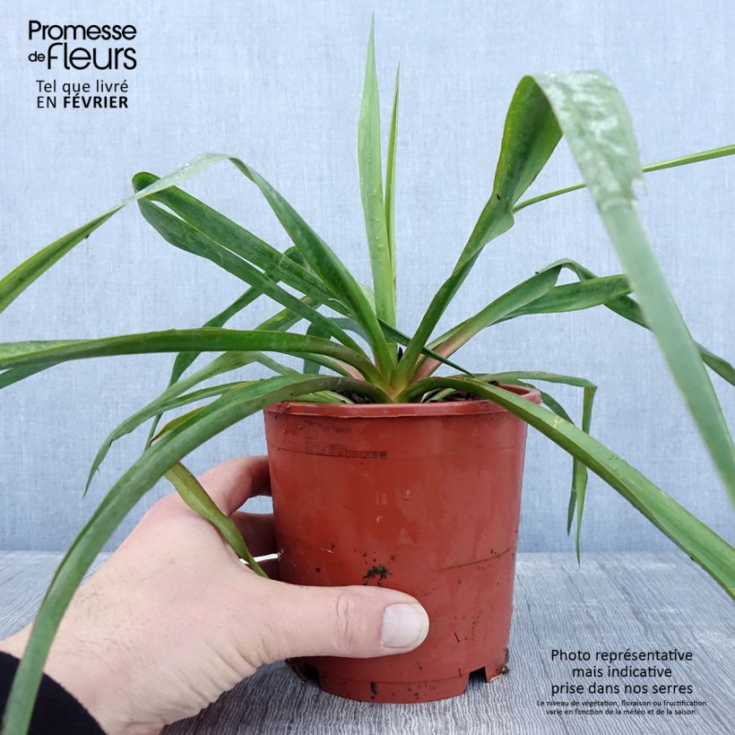 Exemplaar van Yucca filamentosa Pot de 1L/1,5L zoals geleverd in de winter