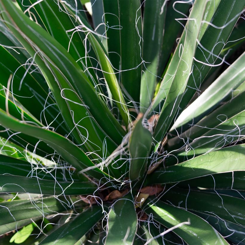 Yucca filifera - Palmlelie (Blad)