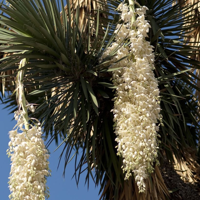 Yucca filifera - Palmlelie (Bloei)