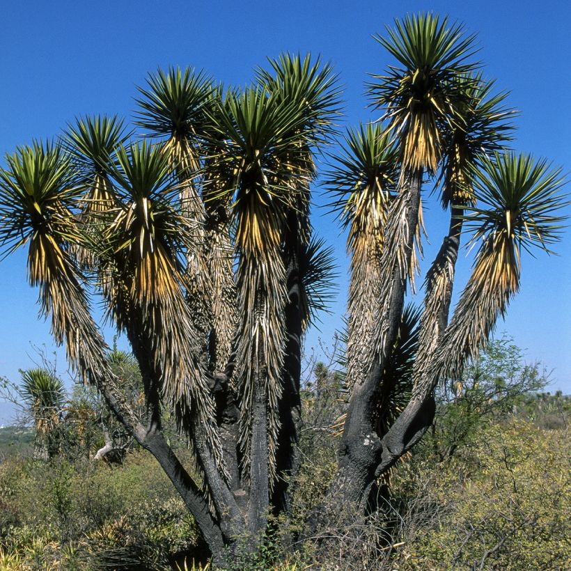 Yucca filifera - Palmlelie (Groeiplaats)