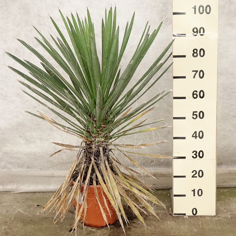 Exemplaar van Yucca filifera - Palmlelie Pot van 7,5 l/10 l zoals geleverd in de herfst