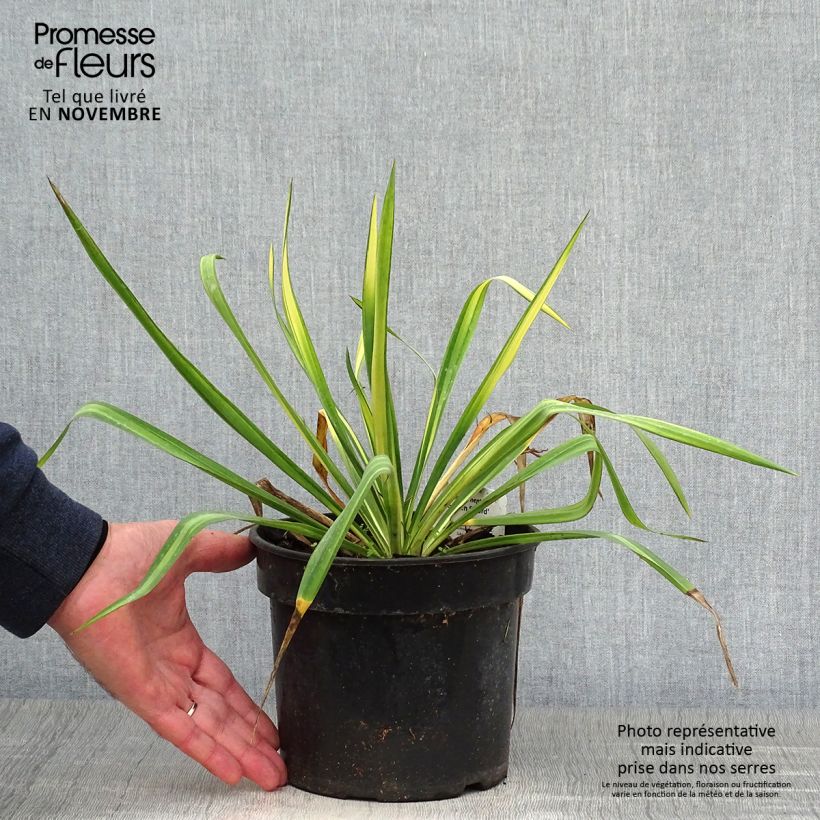 Exemplaar van Yucca flaccida Golden Sword - Palmlelie Pot van 2 l/3 l zoals geleverd in de herfst