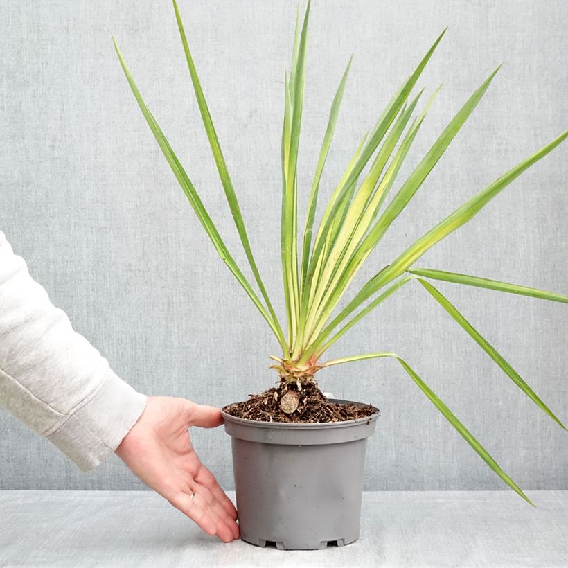 Exemplaar van Yucca flaccida Golden Sword - Palmlelie Pot van 2 l/3 l zoals geleverd in de lente
