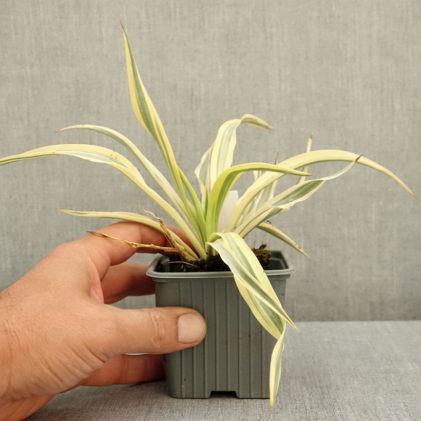 Exemplaar van Yucca gloriosa Citrus twist - Palmlelie Kweekpotje van 8/9 cm zoals geleverd in de zomer