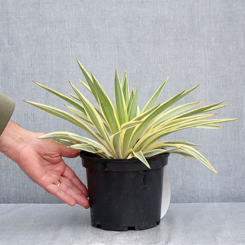 Exemplaar van Yucca gloriosa Citrus twist - Palmlelie Pot van 2 l/3 l zoals geleverd in de zomer