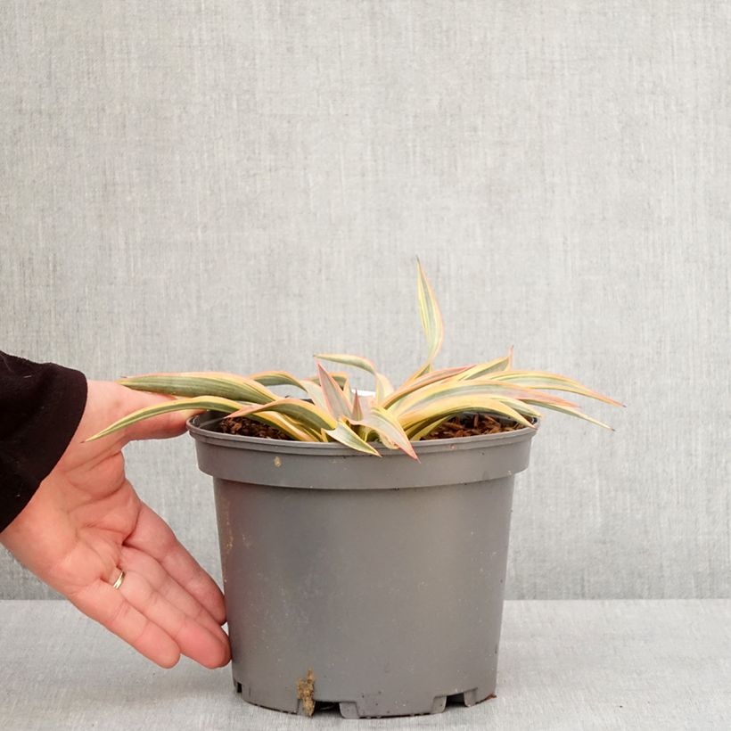 Exemplaar van Yucca gloriosa Citrus twist - Palmlelie Pot van 2 l/3 l zoals geleverd in de winter