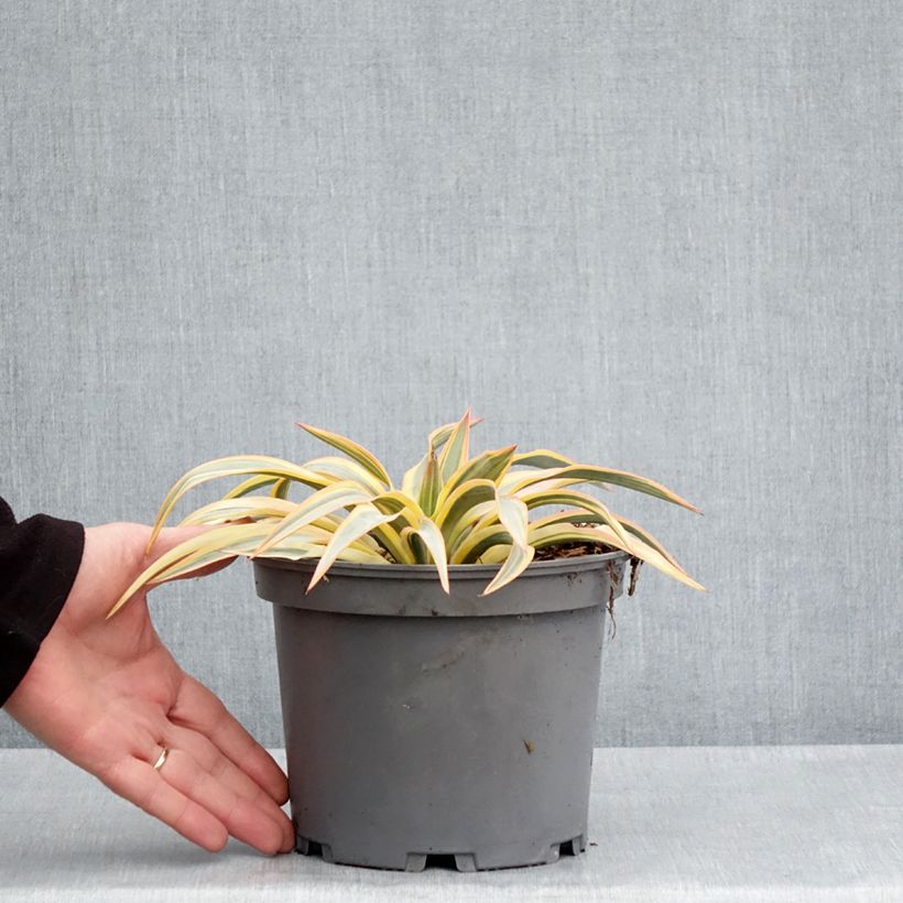 Exemplaar van Yucca gloriosa Citrus twist - Palmlelie Pot van 2 l/3 l zoals geleverd in de lente