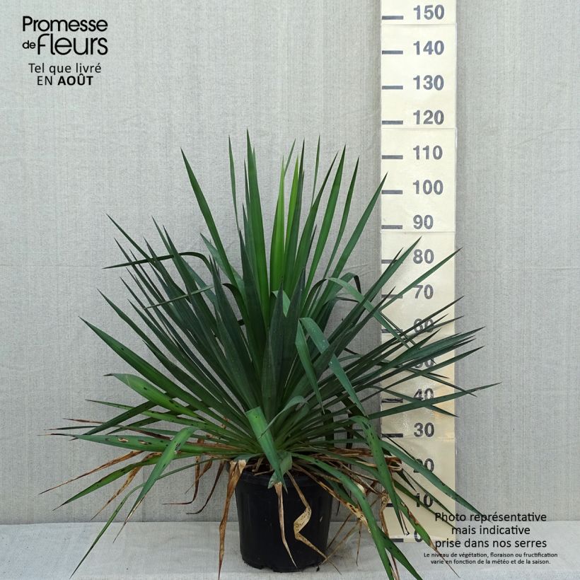 Exemplaar van Yucca gloriosa - Palmlelie Pot van 7,5 l/10 l zoals geleverd in de zomer