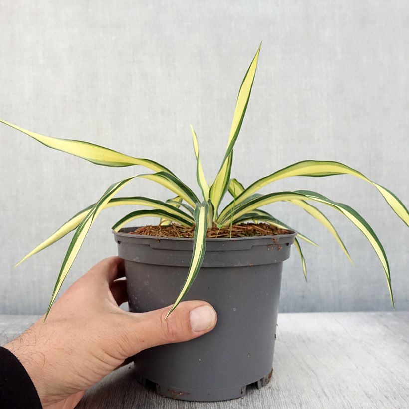 Exemplaar van Yucca gloriosa Variegata - Dague espagnole Pot van 2 l/3 l zoals geleverd in de herfst