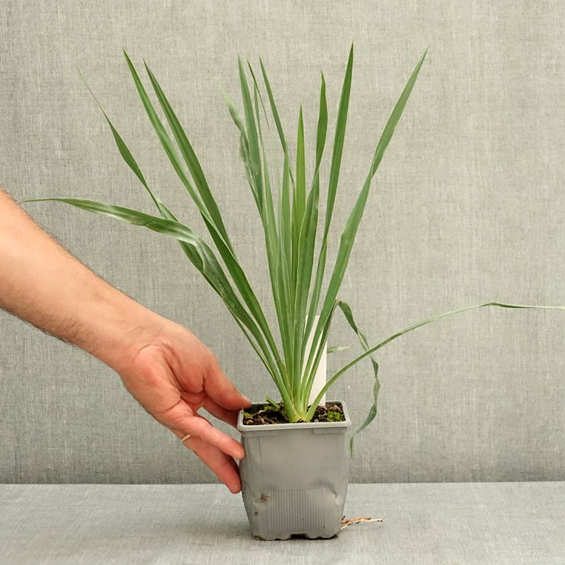 Exemplaar van Yucca French Flag - Palmlelie Pot van 12 cm / 13 cm zoals geleverd in de zomer