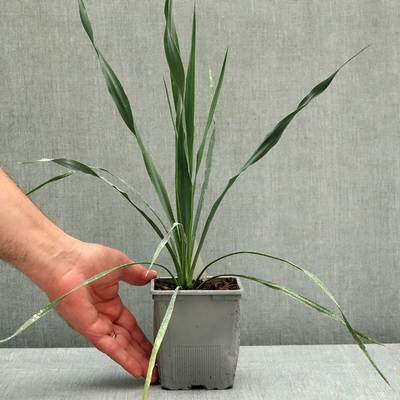 Exemplaar van Yucca French Flag - Palmlelie Pot van 12 cm / 13 cm zoals geleverd in de lente
