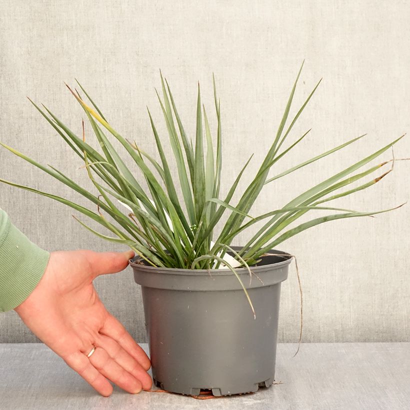 Example of Yucca French Flag - Palmlelie Pot van 3 l/4 l as you get in hiver