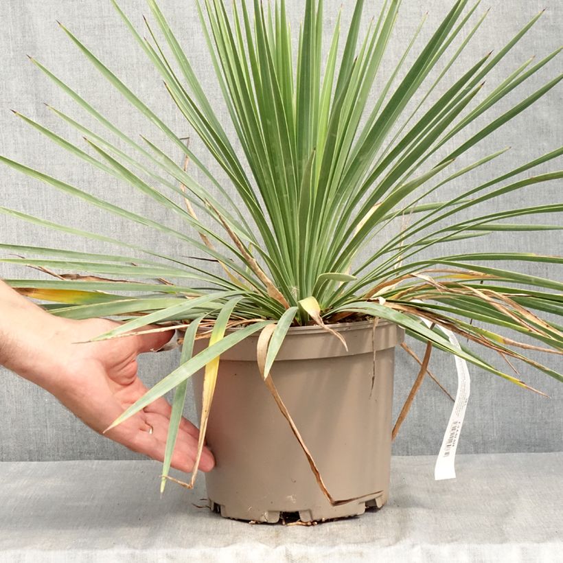 Exemplaar van Yucca Katana - Palmlelie Pot van 4 l/5 l zoals geleverd in de zomer