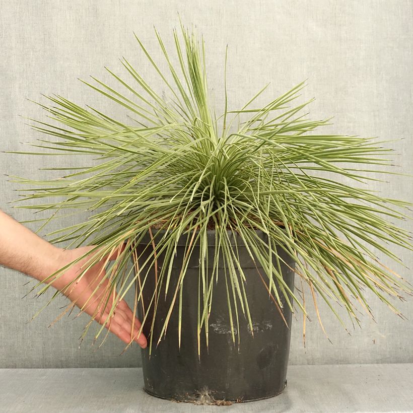 Exemplaar van Yucca linearifolia - Palmlelie Pot van 18 l/20 l zoals geleverd in de zomer
