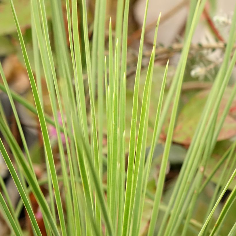 Yucca Cascade - Palmlelie (Blad)