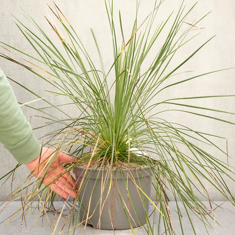 Exemplaar van Yucca Cascade - Palmlelie Pot van 7,5 l/10 l zoals geleverd in de winter