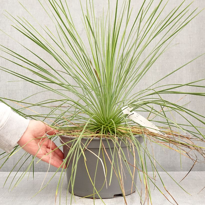 Exemplaar van Yucca Cascade - Palmlelie Pot van 7,5 l/10 l zoals geleverd in de lente