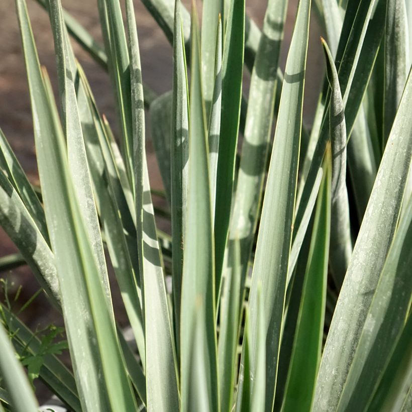 Yucca rigida Blue Sentry - Blauwe yucca (Blad)