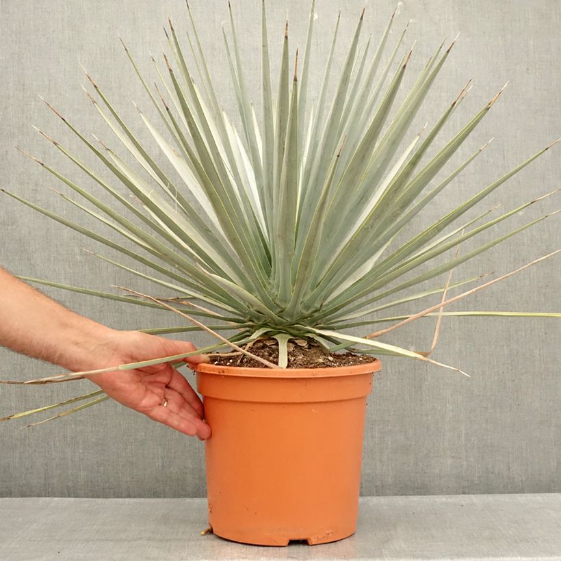 Exemplaar van Yucca rigida - Blauwe yucca Pot van 7,5 l/10 l zoals geleverd in de zomer
