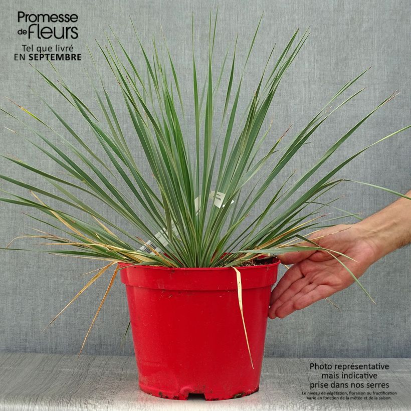 Exemplaar van Yucca rostrata - Palmlelie Pot van 3 l/4 l zoals geleverd in de herfst