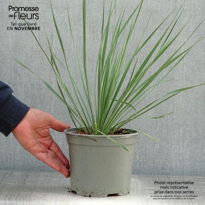 Exemplaar van Yucca rostrata Sapphire Skies - Palmlelie Pot van 3 l/4 l zoals geleverd in de herfst