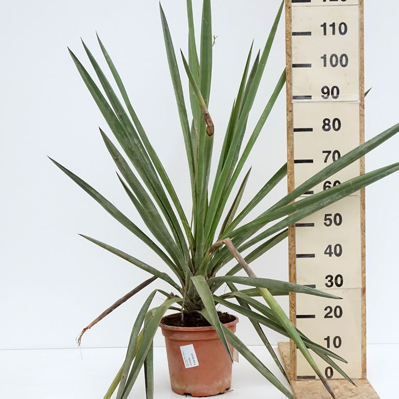 Example of Yucca torreyi - Spaanse dolk Pot van 7,5 l/10 l as you get in printemps