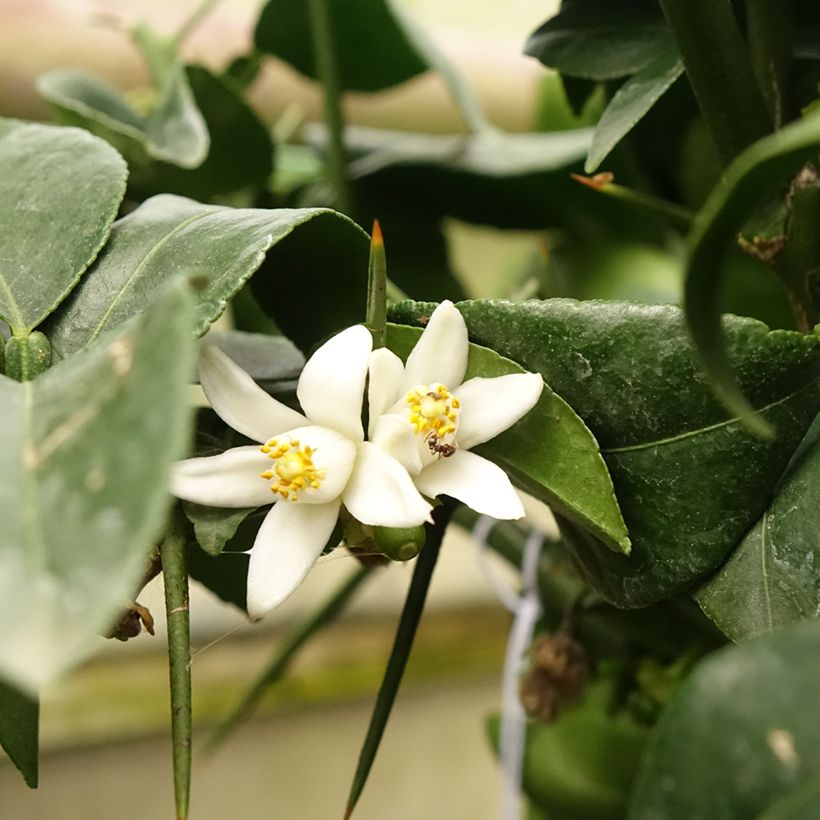 Yuzu - Citrus junos (Bloei)
